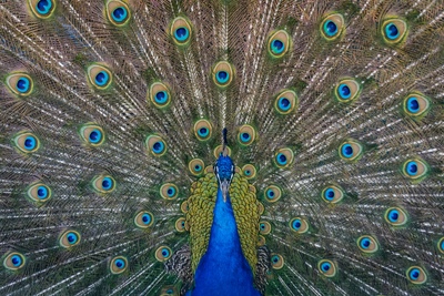 Peacock with full plumage